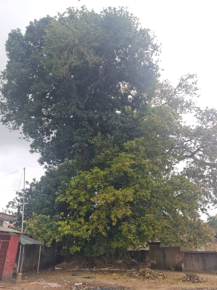 Isin tree in Ijebu Imusin